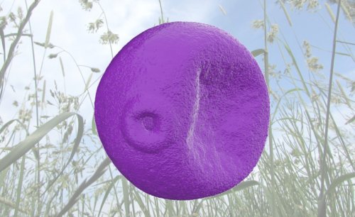 3D_pollen_gras