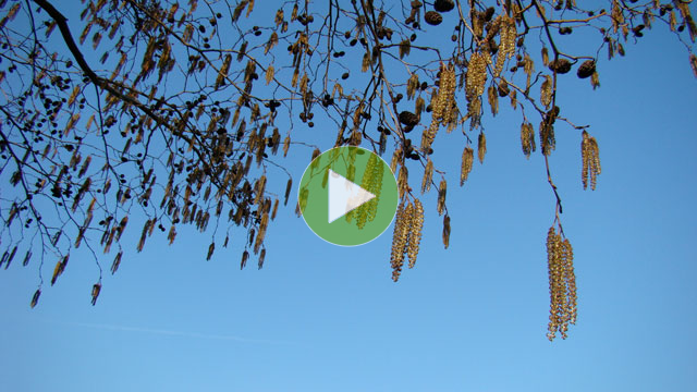 Bijvoet - Artemisia vulgaris