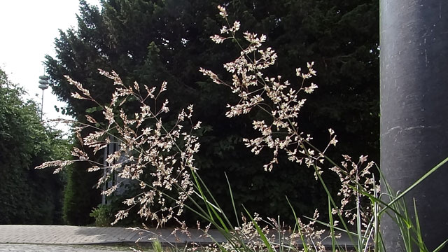 Gewoon struisgras - Agrostis capillaris